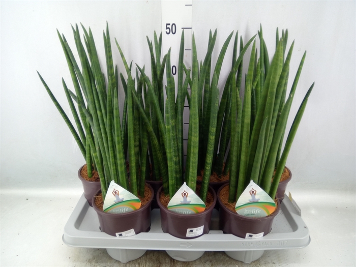 <h4>Sansevieria cyl.  ...</h4>