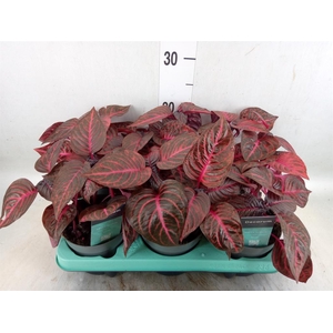 Iresine herbstii 'Rich Redstar'