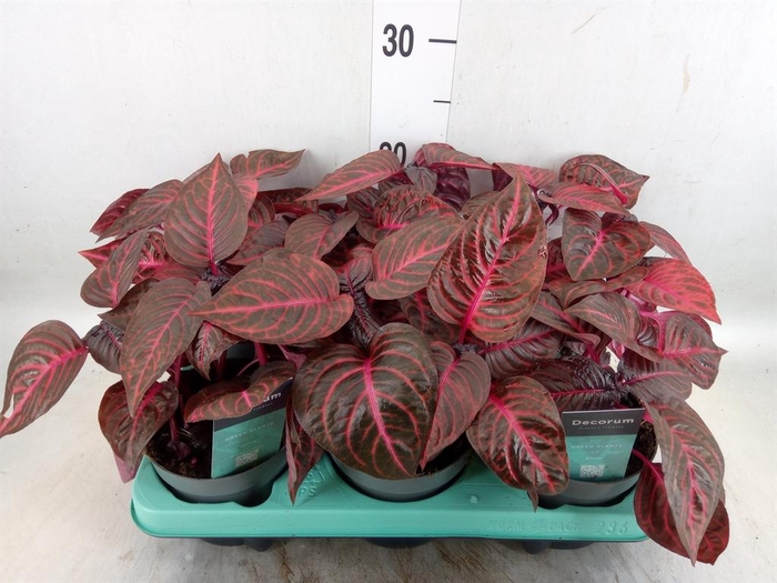 <h4>Iresine herbstii 'Rich Redstar'</h4>