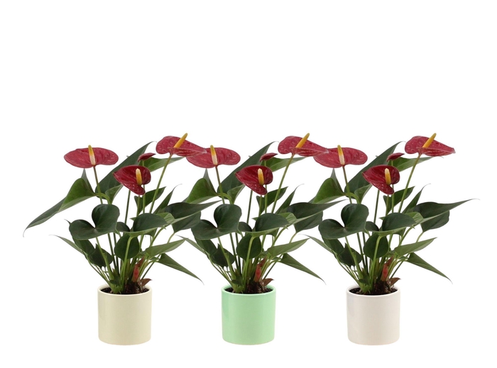 <h4>Anthurium 7 cm Diamond Red in Helsinki ceramics</h4>