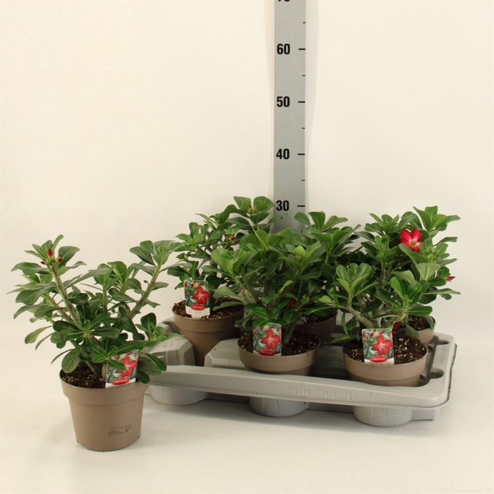 <h4>Adenium obesum 'Anouk'</h4>