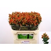 HYP TOMATO FLAIR