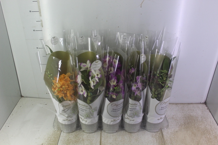 <h4>DENDROBIUM NOBILY P12</h4>