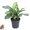 Aglaonema 'Silver Bay' 3 toef