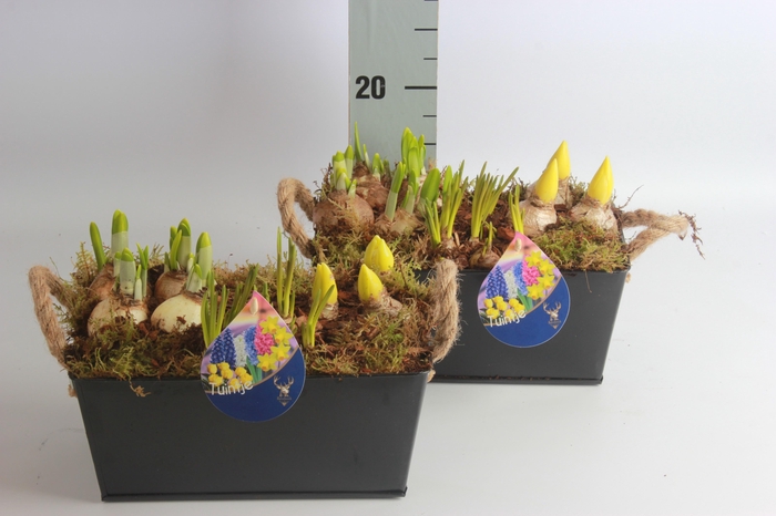 <h4>ARR BOL KNOLGEWAS</h4>