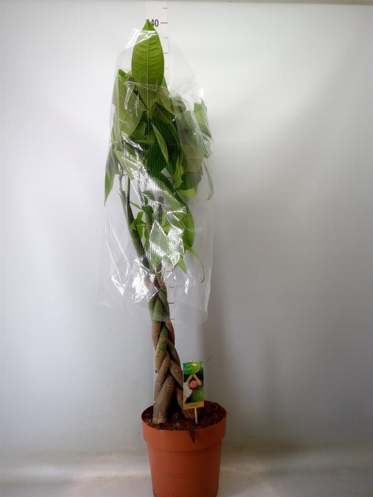 <h4>Pachira aquatica</h4>