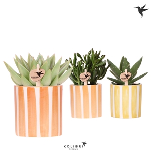 Succ Gemengd Keramiek Painted Stripe