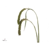 SETARIA IT GR PEARL