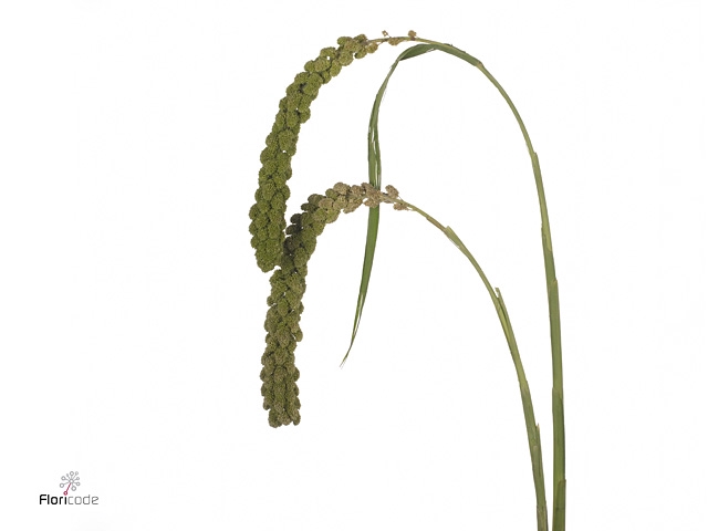SETARIA IT GR PEARL