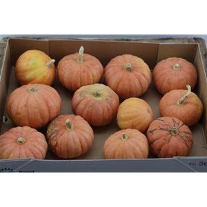 CUCURBITA PEPO