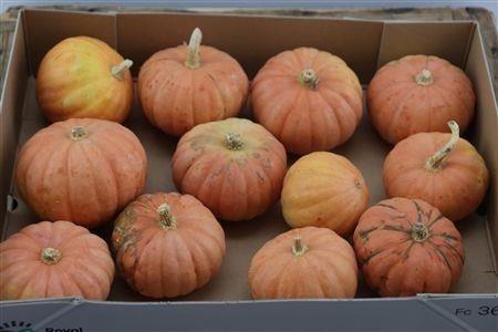<h4>CUCURBITA PEPO</h4>