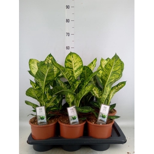 Dieffenbachia  'Sublime'