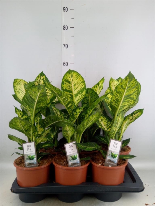 <h4>Dieffenbachia  'Sublime'</h4>