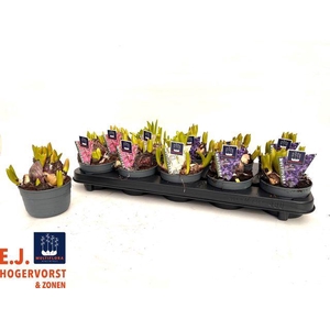 HYACIN MULTIFLORA MIX X10