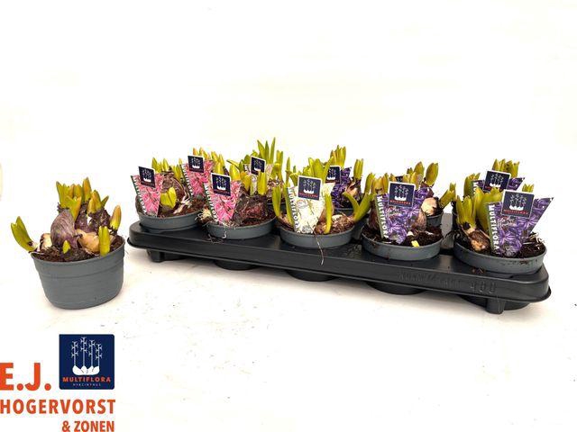 <h4>HYACIN MULTIFLORA MIX X10</h4>