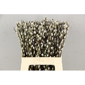 SALIX SNOW FLAKE