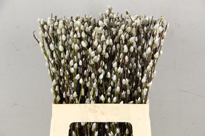 <h4>SALIX SNOW FLAKE</h4>
