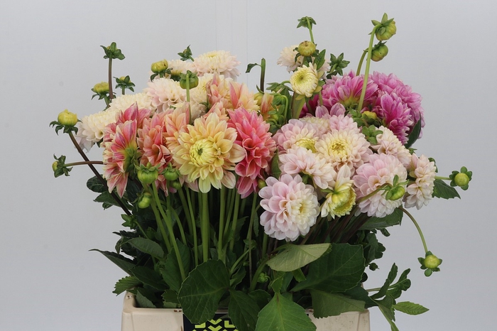 <h4>Dahlia Gemengd in fust</h4>