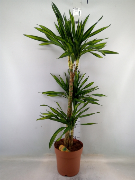 <h4>Dracaena frag. 'Riki'</h4>