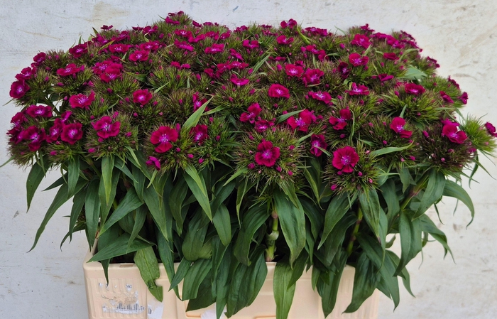 <h4>DI BARB B PURPER</h4>