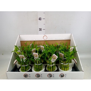 Dracaena sand. 'Lucky Bamboo' ..pyr