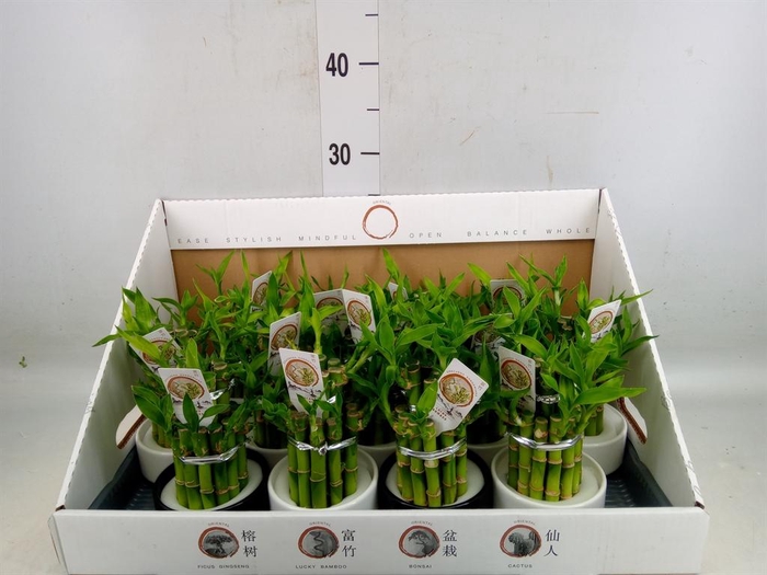 <h4>Dracaena sand. 'Lucky Bamboo' ..pyr</h4>