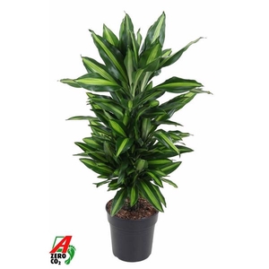 Dracaena fragrans Cintho
