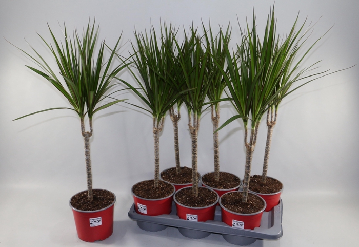 <h4>DRA MARGINATA</h4>