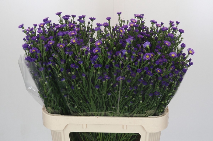 <h4>Aster Casamare</h4>