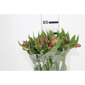 ALSTROEMERIA MILOS 080 CM