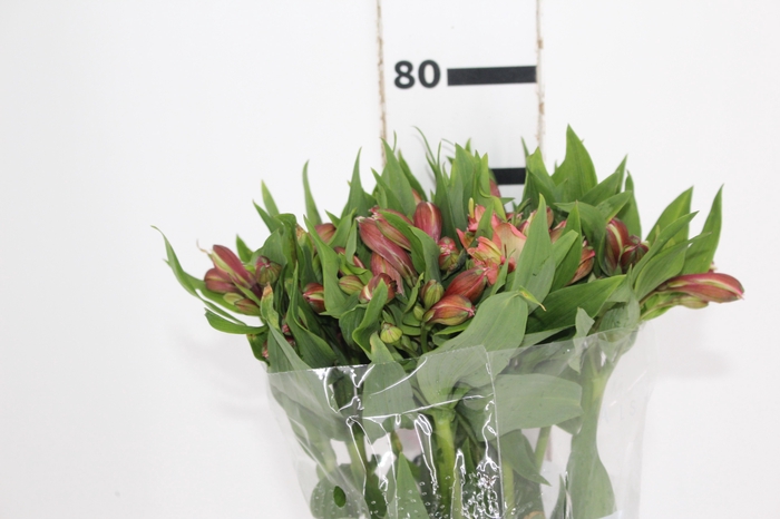 <h4>ALSTROEMERIA MILOS 080 CM</h4>