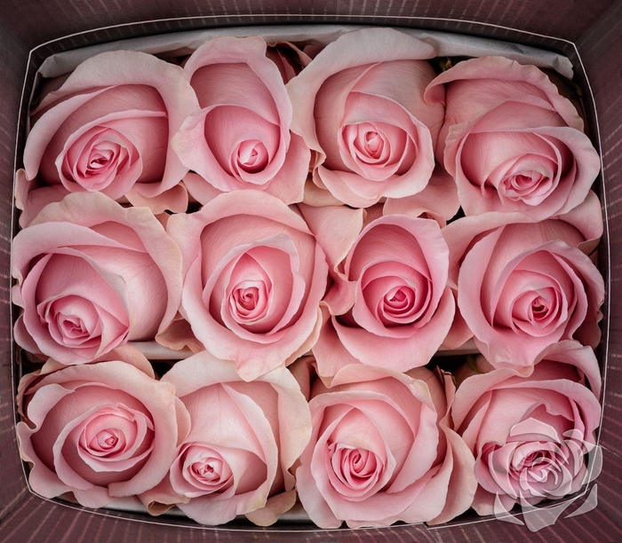 <h4>R GR LUCIANO EQ</h4>