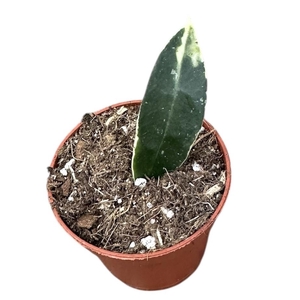 Hoya Lacunosa Asami
