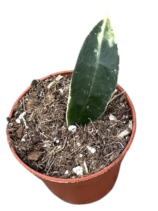 <h4>Hoya Lacunosa Asami</h4>