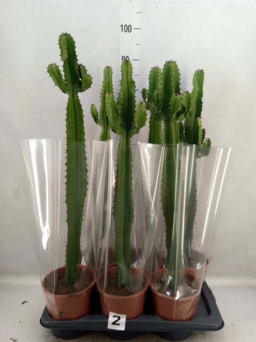 <h4>Euphorbia acrurensis</h4>