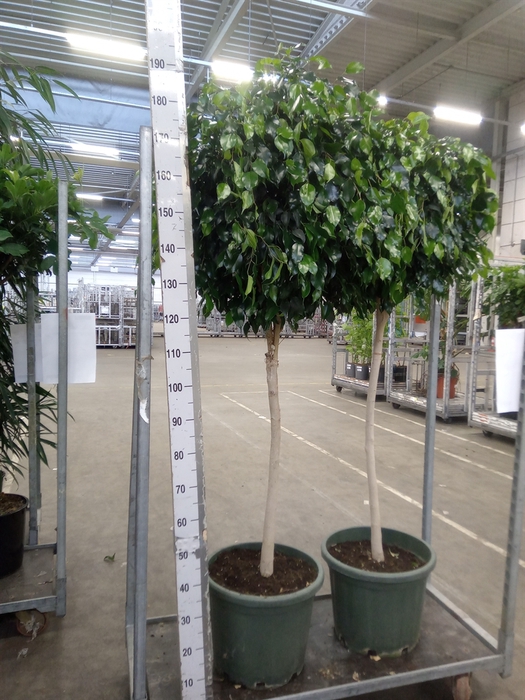 <h4>Ficus benja. 'Danielle'</h4>