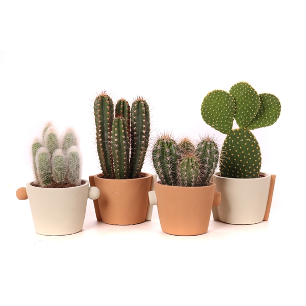 <h4>Cactus mix 10,5 cm in Java sierpot</h4>