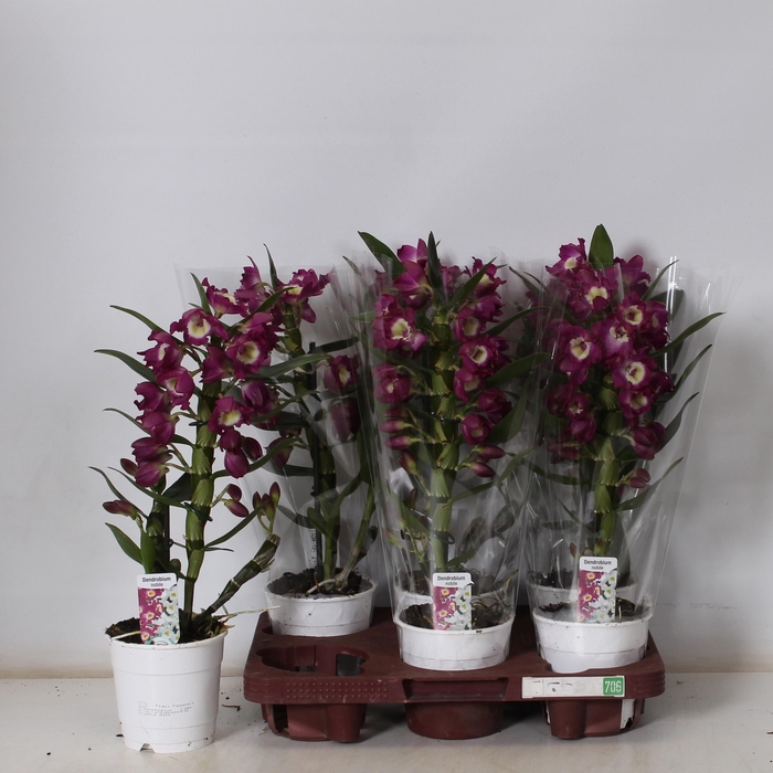 <h4>DEND NOBILE</h4>