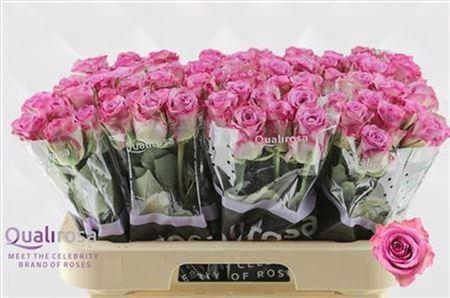 <h4>R Gr Thriller</h4>