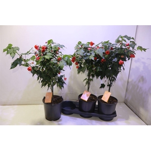 arr8 Abut Red Trumpet