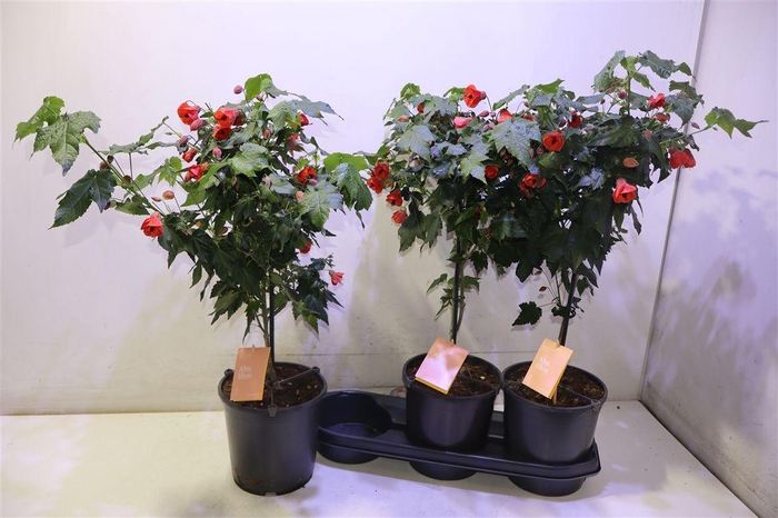 <h4>Abut Red Trumpet</h4>