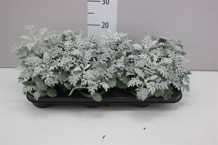 <h4>Senecio Cineraria</h4>