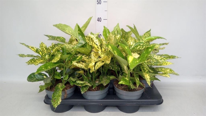 <h4>Aucuba japonica   ...</h4>
