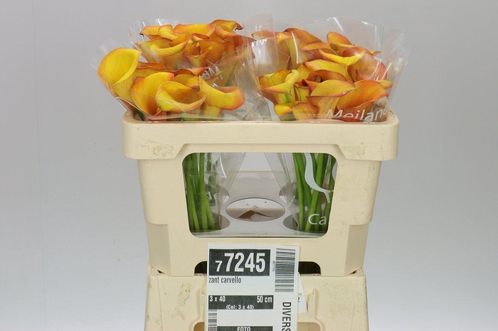 <h4>Zant Carvello</h4>