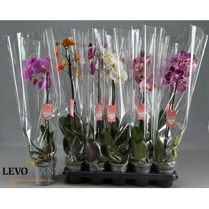 PHAL GEM 5 KL