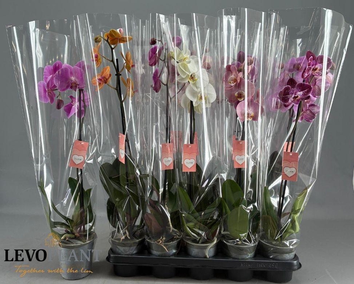 PHAL GEM 5 KL