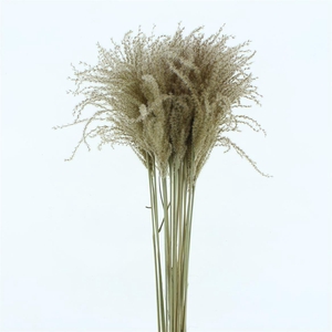 Dried Stipa Feather Natural