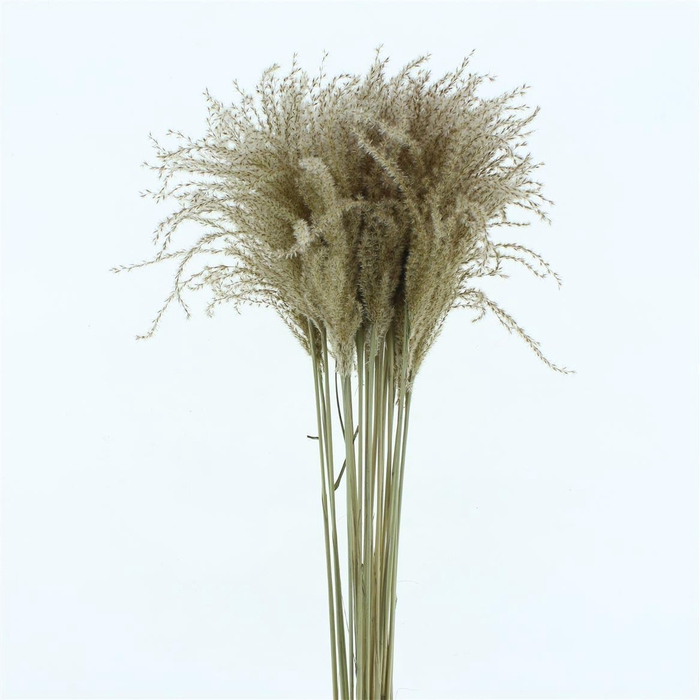 <h4>Dried Stipa Feather Natural</h4>