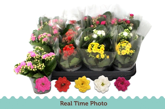 <h4>KAL GE GEM 5 KL</h4>