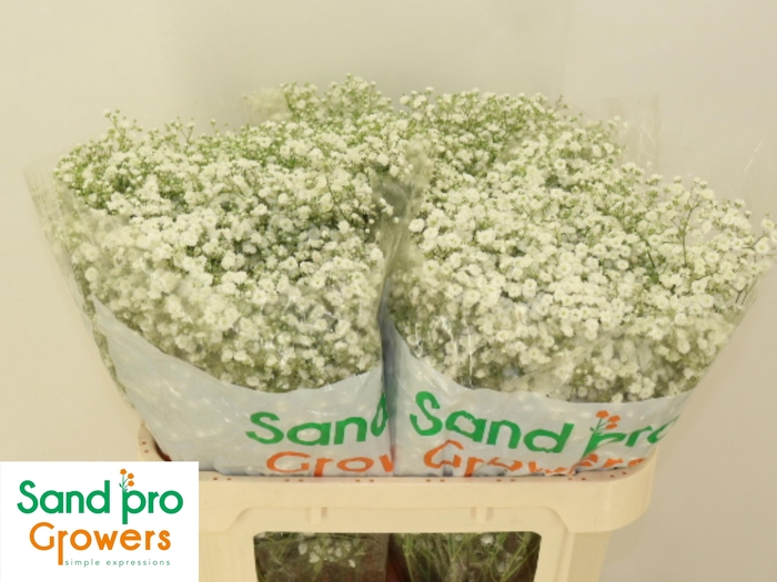 <h4>GYPS PA XLENCE</h4>